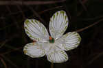 Largeleaf grass of Parnassus